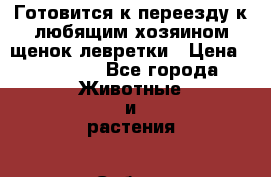 Готовится к переезду к любящим хозяином щенок левретки › Цена ­ 20 000 - Все города Животные и растения » Собаки   . Адыгея респ.